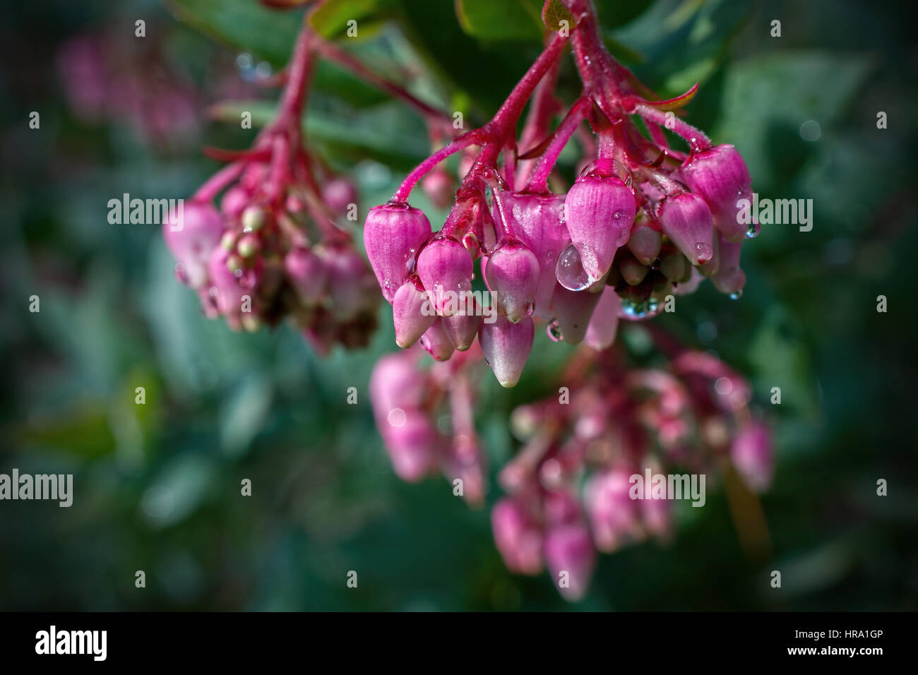 Fiori di colore rosa del Manzanita, Arctostaphylos manzanita, in natura in California Foto Stock