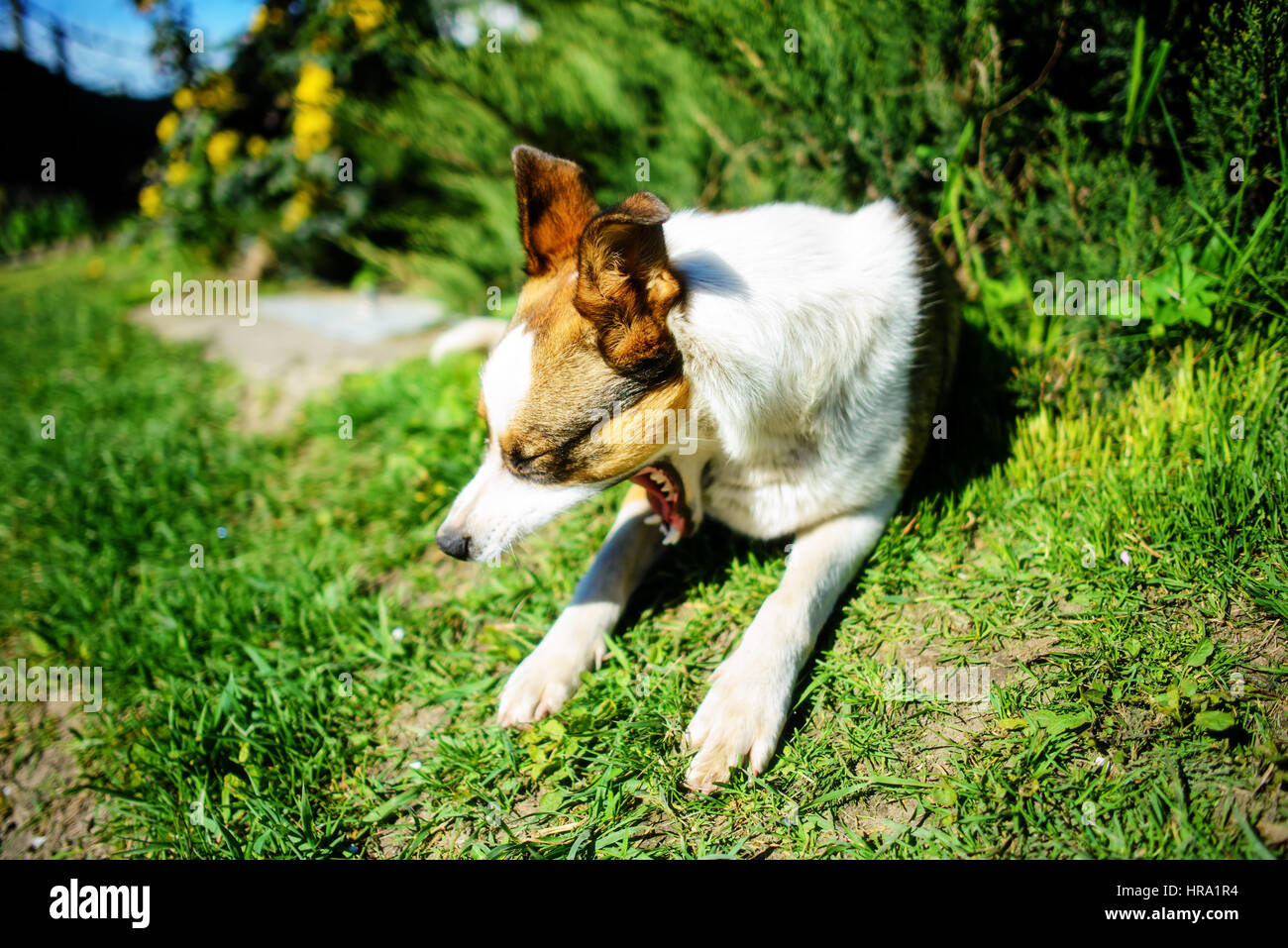 Cane sbadigli giacente su erba verde in una piacevole giornata di primavera Foto Stock