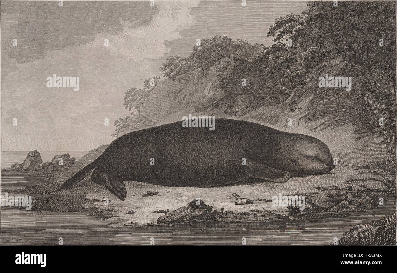 Lontra di mare Foto Stock