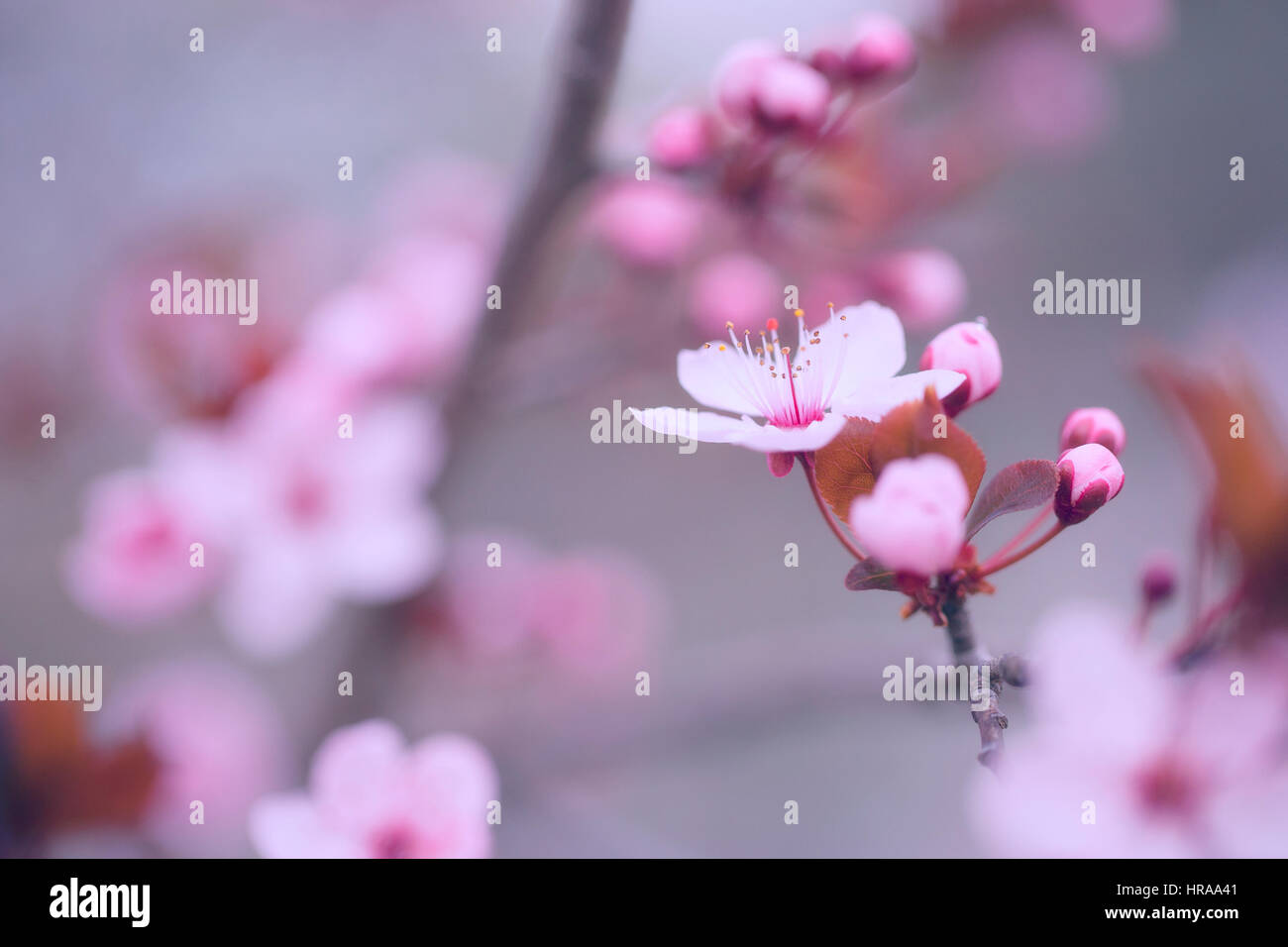 Albero fiori Foto Stock