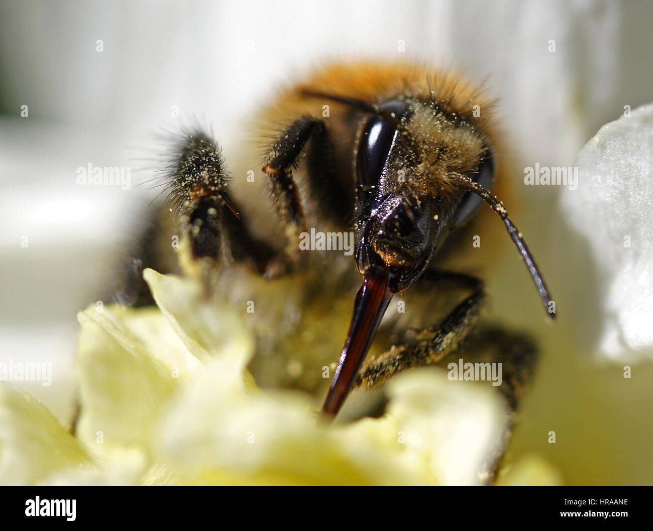 Bumble Bee sorseggiando il nettare da fiore Foto Stock