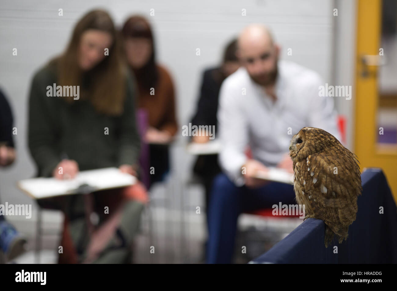 Le persone che frequentano una serata di vita arte disegno disegno classe Bengala eagle-civette e altri animali selvatici, London, Regno Unito Foto Stock