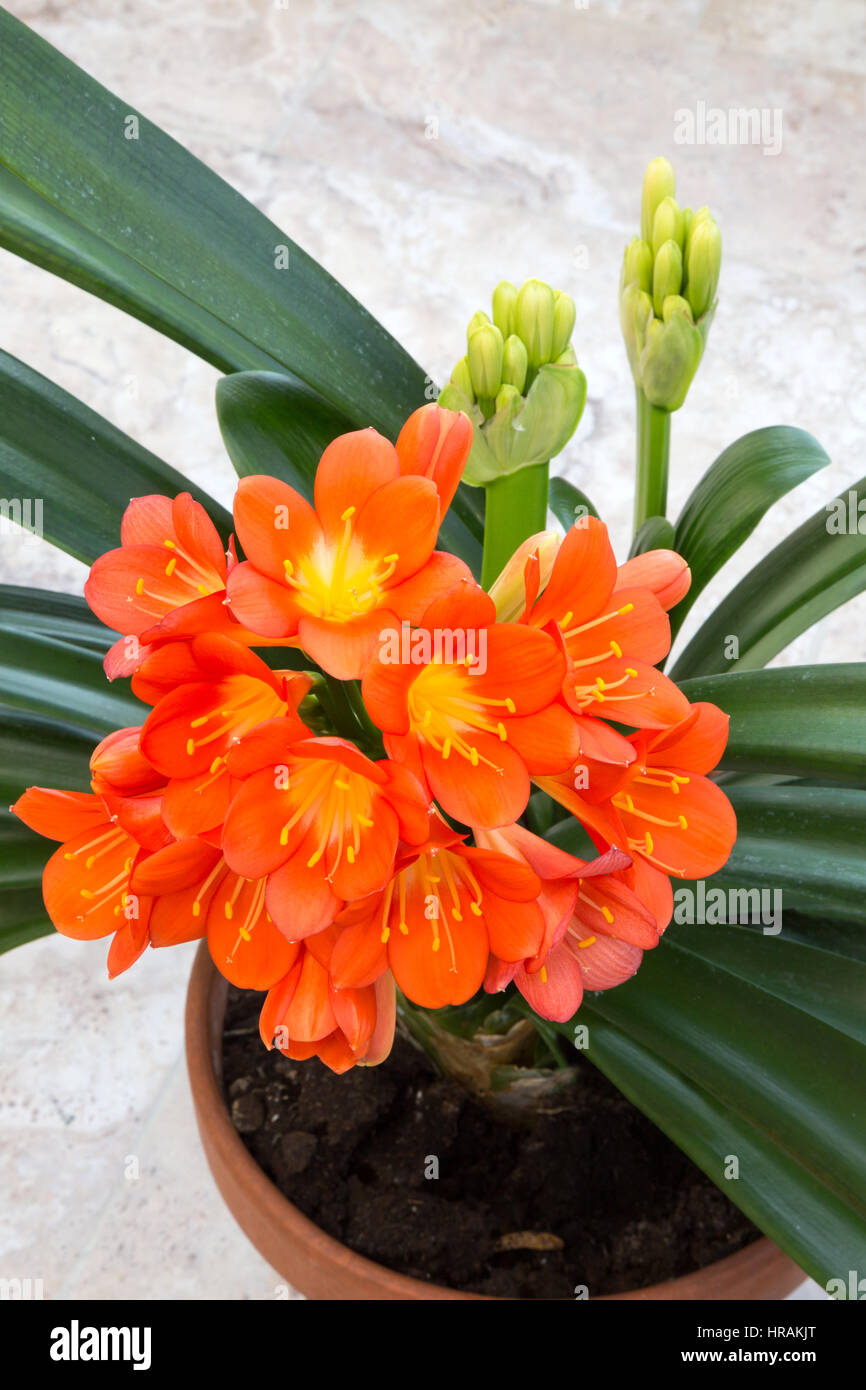 Clivia Miniata, noto anche come giglio Kaffir, Bush lily o Natal Lily, fioritura in una pentola, REGNO UNITO Foto Stock