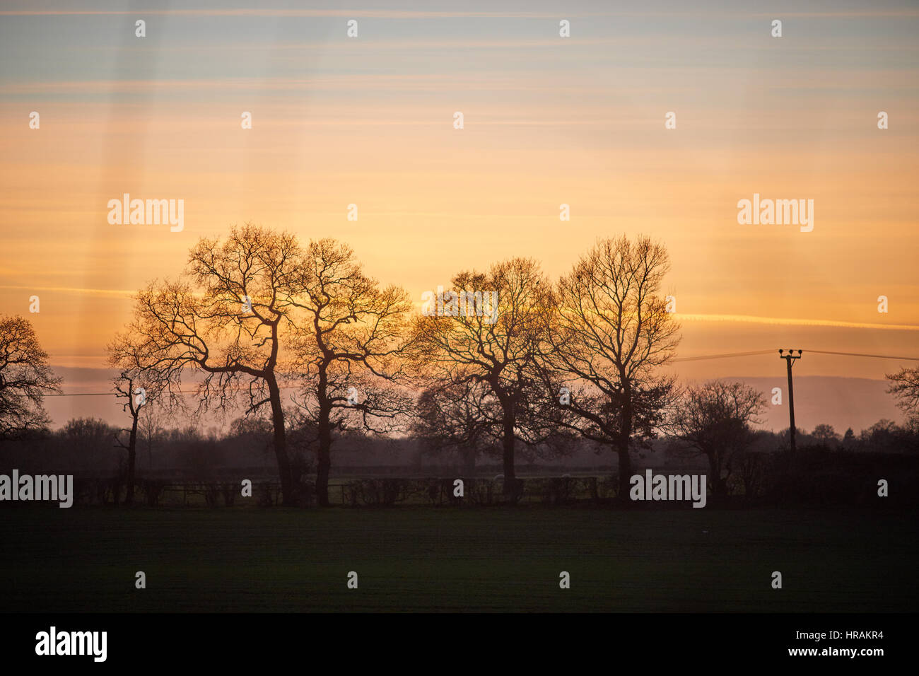 Autunno tramonto grande albero e radendo le pecore a farm house ed i campi a sud di Alsager, East Cheshire, Inghilterra, Regno Unito. Foto Stock