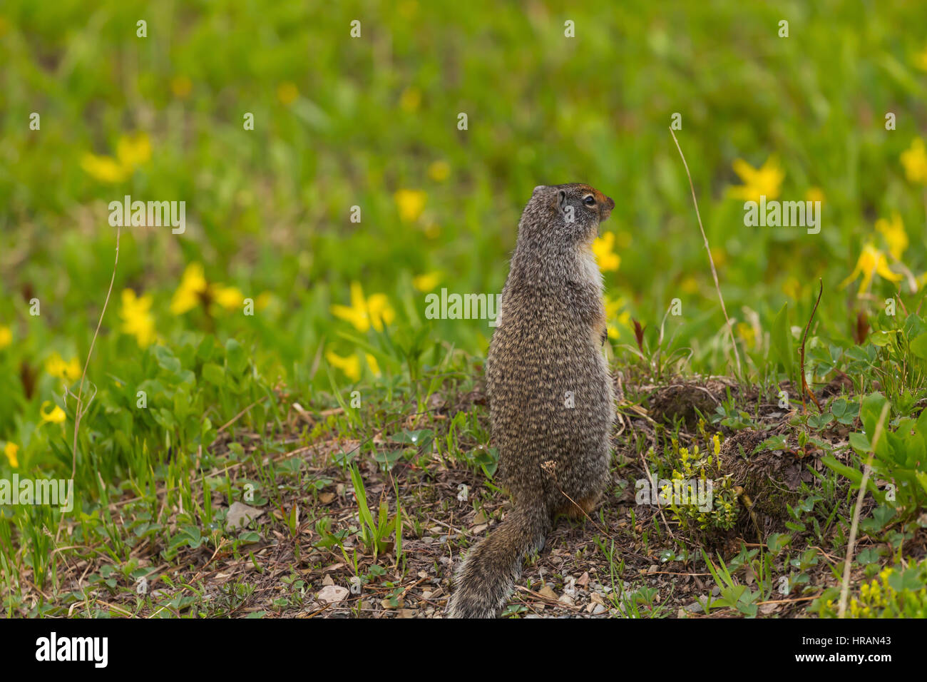 Terra colombiana scoiattolo (Spermophilus columbianus) cerca di pericolo nel Parco Nazionale di Glacier, MT, STATI UNITI D'AMERICA Foto Stock