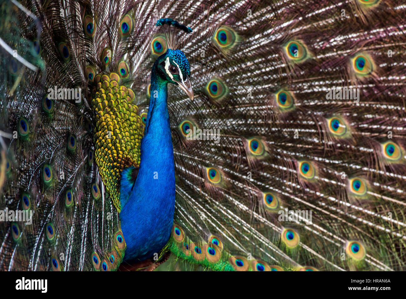 Peacock display per la femmina (chiamato peahen), fotografato in Germania. Foto Stock