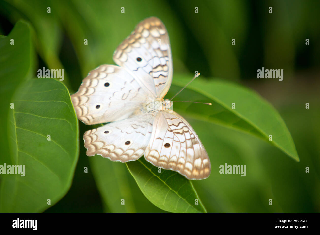 Asuncion, Paraguay. 27 Feb 2017. Una farfalla bianca di pavone (Anartia jatrophae) si trova su una foglia verde, è vista durante il pomeriggio di sole ad Asuncion, Paraguay. Credit: Andre M. Chang/Alamy Live News Foto Stock