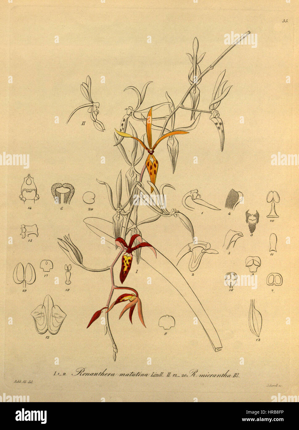 Renanthera matutina - Renanthera elongata (come Renanthera micrantha) - Xenia vol 1 pl 35 (1858) Foto Stock