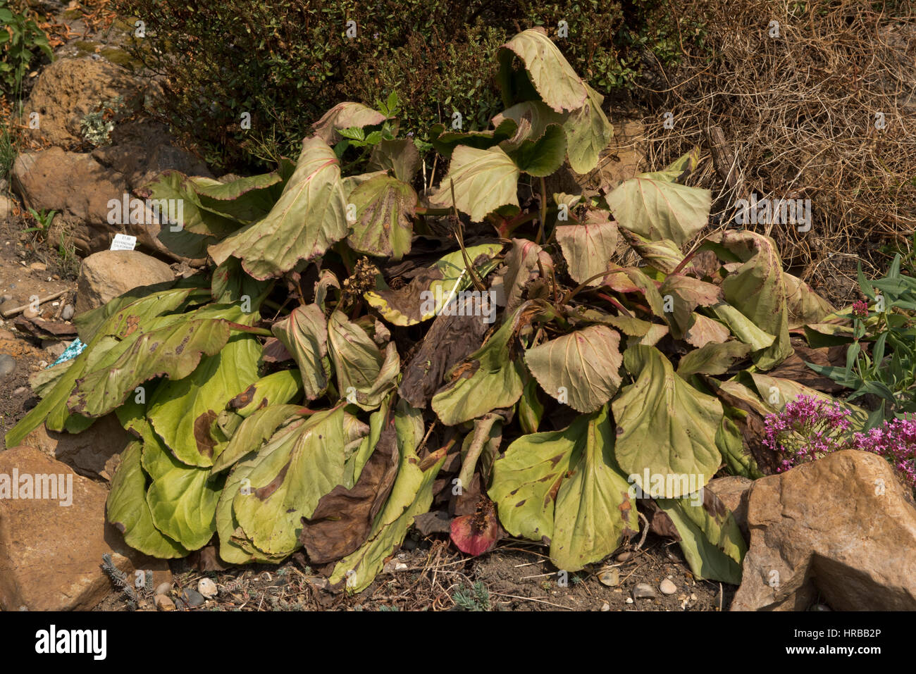 Large stabilito Bergenia cordifolia muoiono dopo la fioritura - la causa non è knowm, Berkshire Foto Stock
