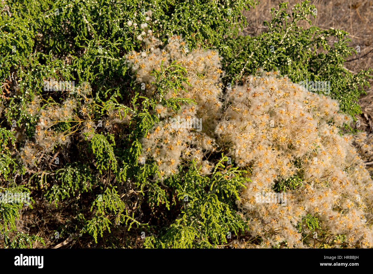 Per il viaggiatore la gioia, Clematis vitalba, con hairy seedheads sui bassi cespugli di crescente sulla costa mediterranea Foto Stock