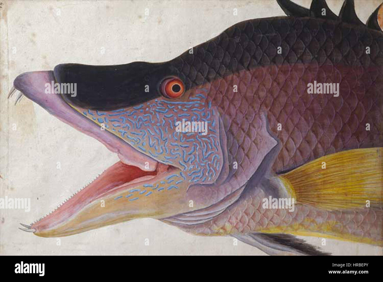 Un grosso marsupiale, noto come Schweinsfisch, illustrato da Mark Catesby, un naturalista inglese, nel 1725. Foto Stock