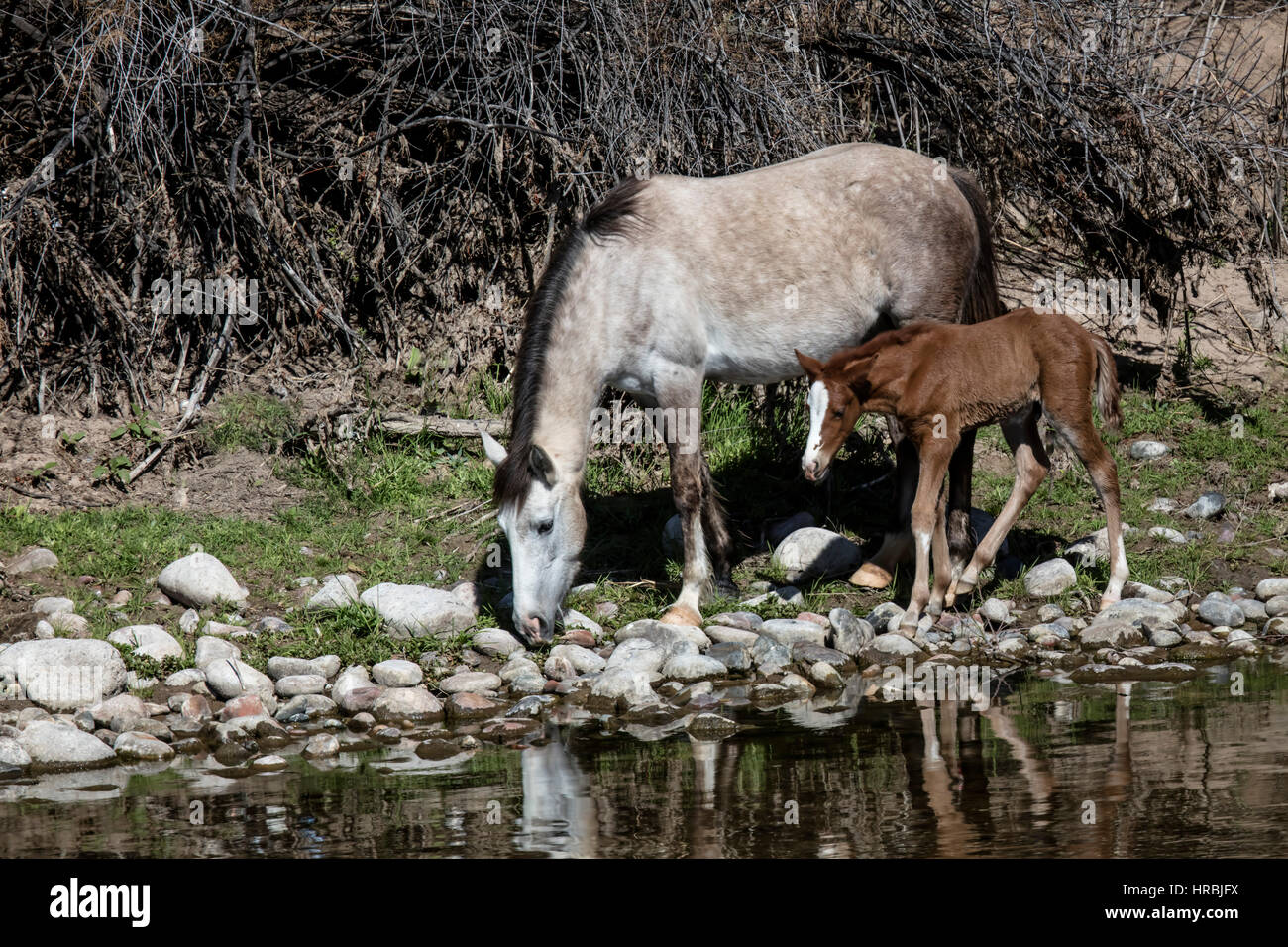 Pascolano cavalli lungo la parte inferiore del fiume sale in Arizona Foto Stock