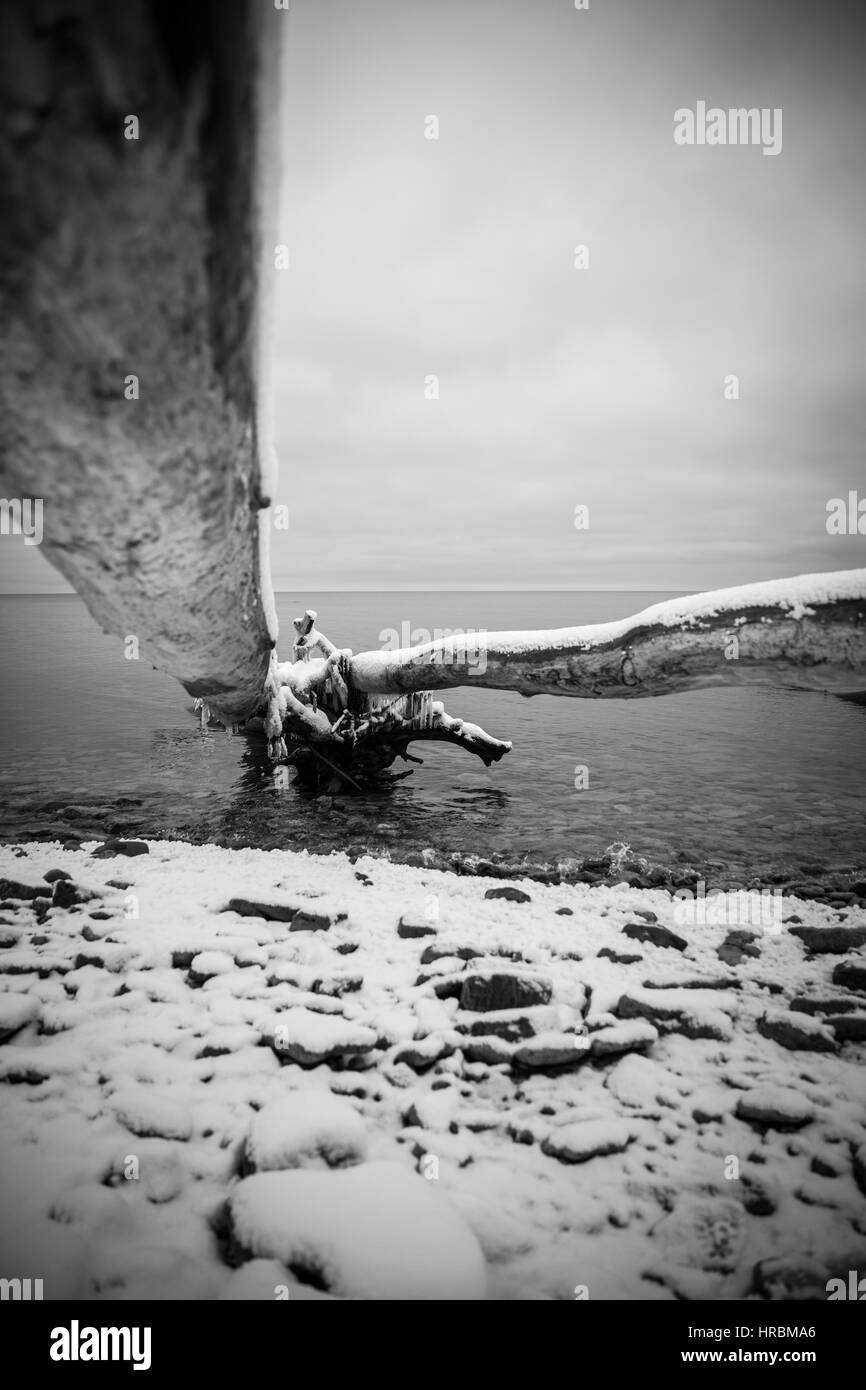Inverno Mar Baltico pietre e un albero nell'acqua congelata. immagine monocromatica Foto Stock