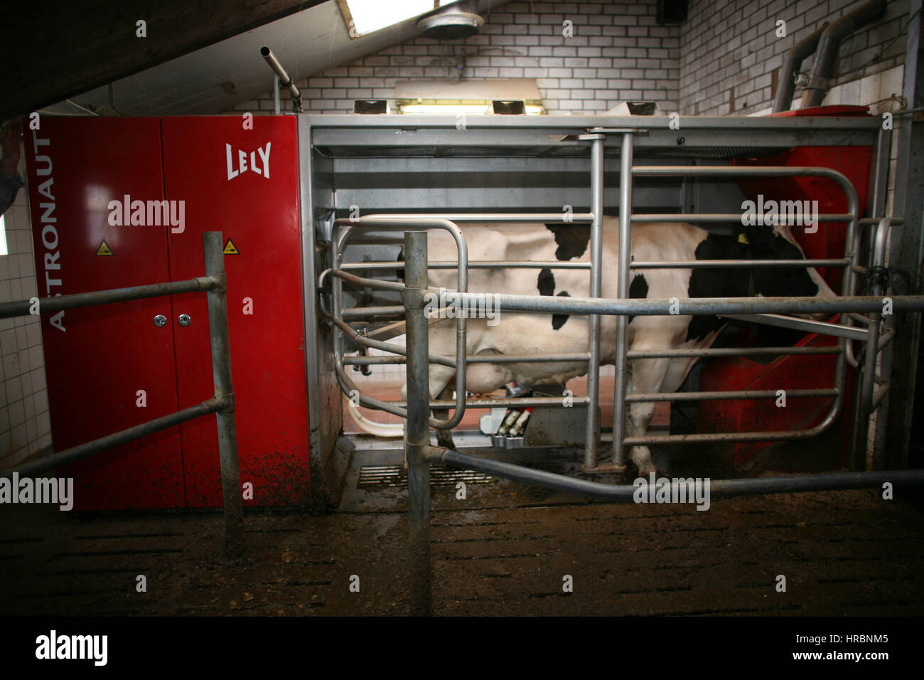 Computer per mungere le mucche al lavoro Foto Stock
