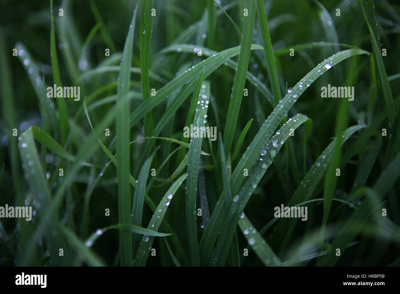 Le gocce di pioggia sull'erba Foto Stock