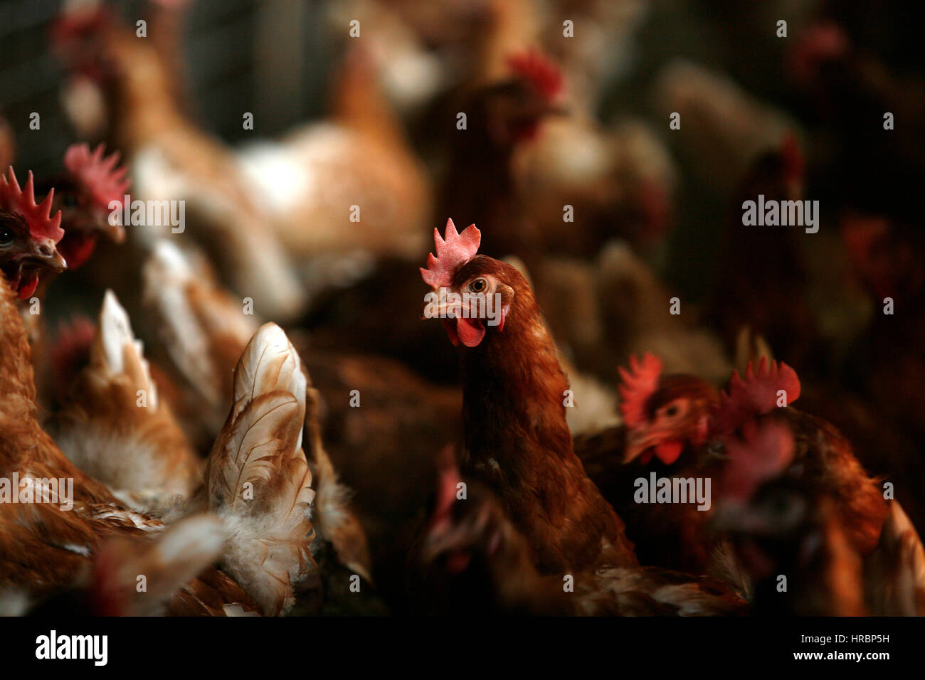 Pollo sono mantenuti per la produzione di uova Foto Stock