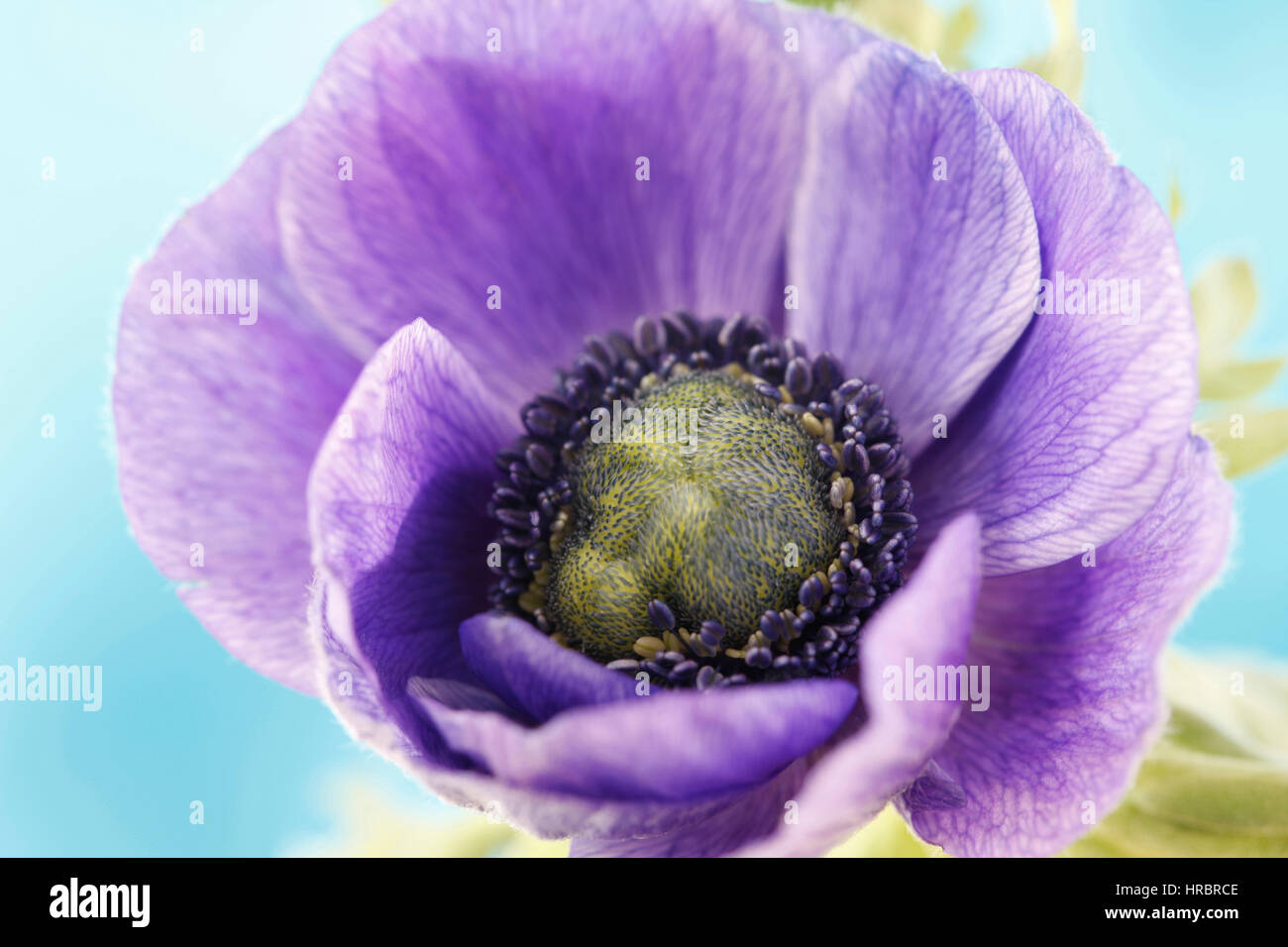 Anemone viola estate fiore squisito ancora vita viola su blue Jane Ann Butler JABP Fotografia1850 Foto Stock