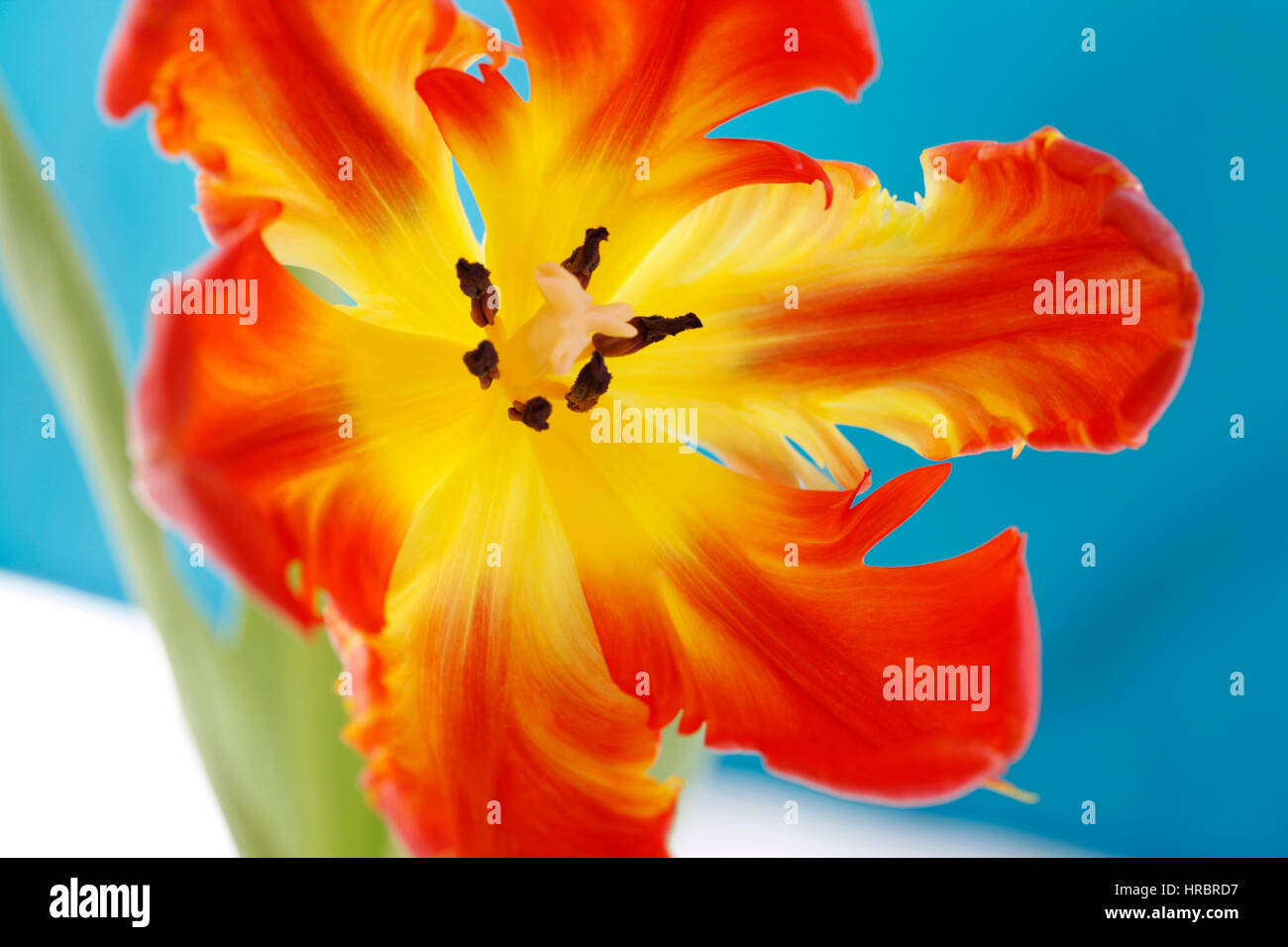 Apertura red parrot tulip ancora in vita - lampade di nuova vita - close up cade, stile e antere - coltivare Jane Ann Butler JABP Fotografia1853 Foto Stock