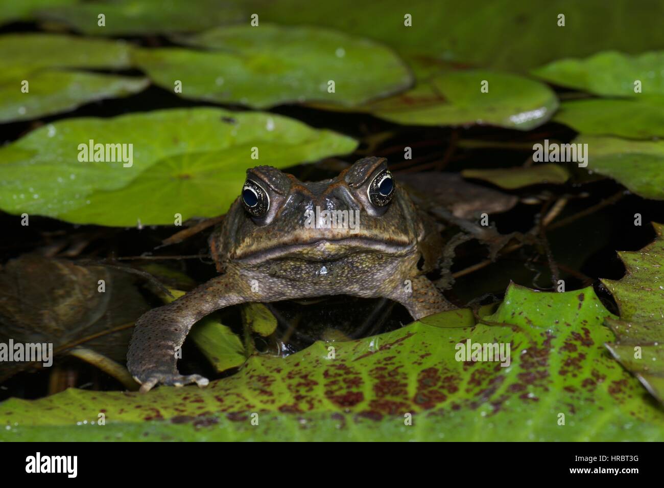 Un Rospo di canna (Rhinella marina) flottante in uno stagno con ninfee in El Valle de Antón, Coclé, Panama Foto Stock