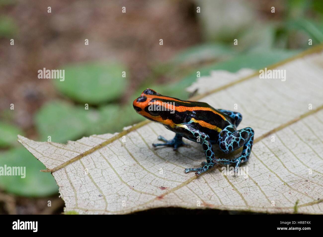 Un Amazon veleno (Rana Ranitomeya amazonica) nella foresta pluviale a Loreto, Perù Foto Stock