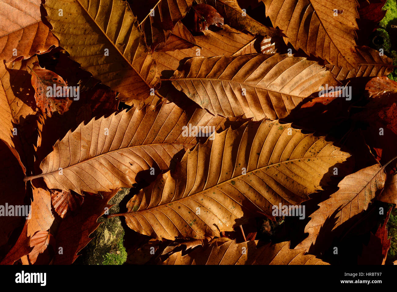 Dolce di castagne lettiera in foglia Foto Stock