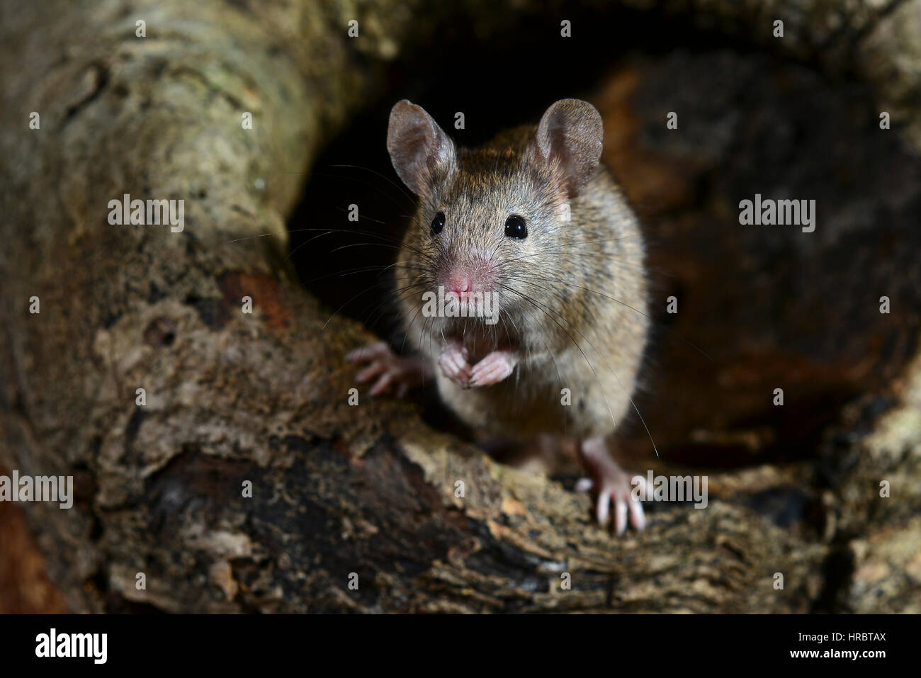 La casa dell'Adulto mouse Foto Stock