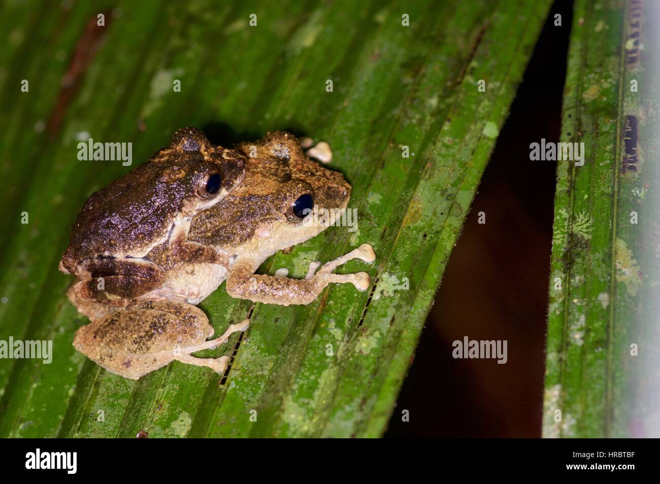 Una coppia di Diadem pioggia rane (Pristimantis diadematus) in amplexus su una foglia di notte nella foresta amazzonica in Loreto, Perù Foto Stock