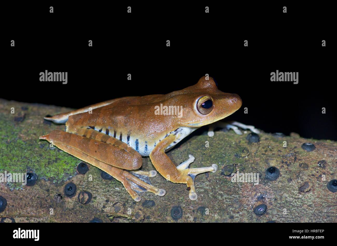 Un carcerato Raganella (Hypsiboas calcaratus) nella foresta amazzonica in Loreto, Perù Foto Stock