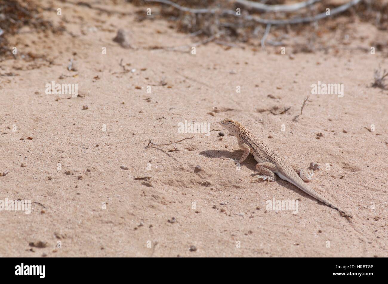 Un deserto Yuman Fringe-toed Lizard (UMA) rufopunctata nel deserto di sabbia a Mohawk dune, Yuma County, Arizona Foto Stock