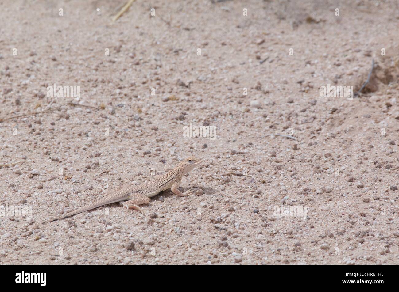 Un deserto Yuman Fringe-toed Lizard (UMA) rufopunctata nel deserto di sabbia a Mohawk dune, Yuma County, Arizona Foto Stock