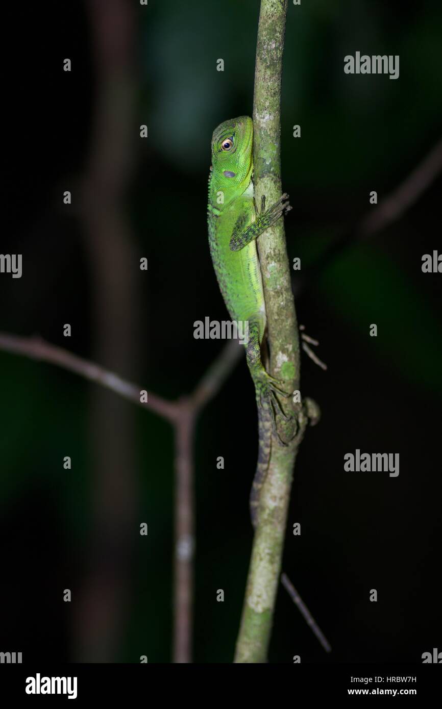 Una foresta amazzonica Dragon (Enyalioides laticeps) riposo durante la notte nella foresta pluviale a Loreto, Perù Foto Stock