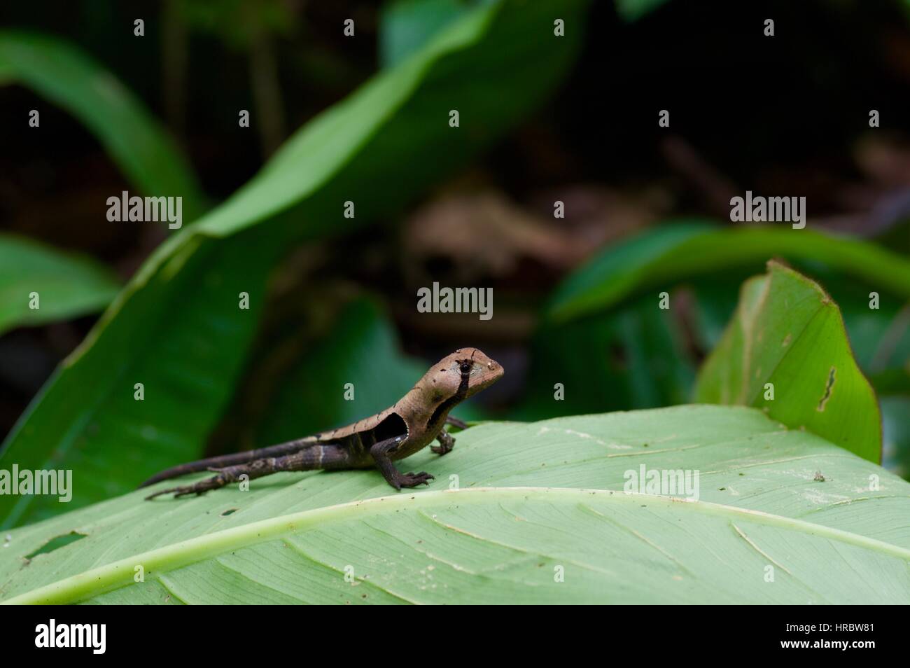 Una foglia occidentale Lizard (Stenocercus fimbriatus) su una foglia verde nella foresta amazzonica in Loreto, Perù Foto Stock