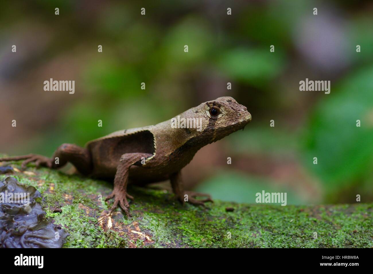 Una foglia occidentale Lizard (Stenocercus fimbriatus) su un registro abbattuti nella foresta amazzonica in Loreto, Perù Foto Stock