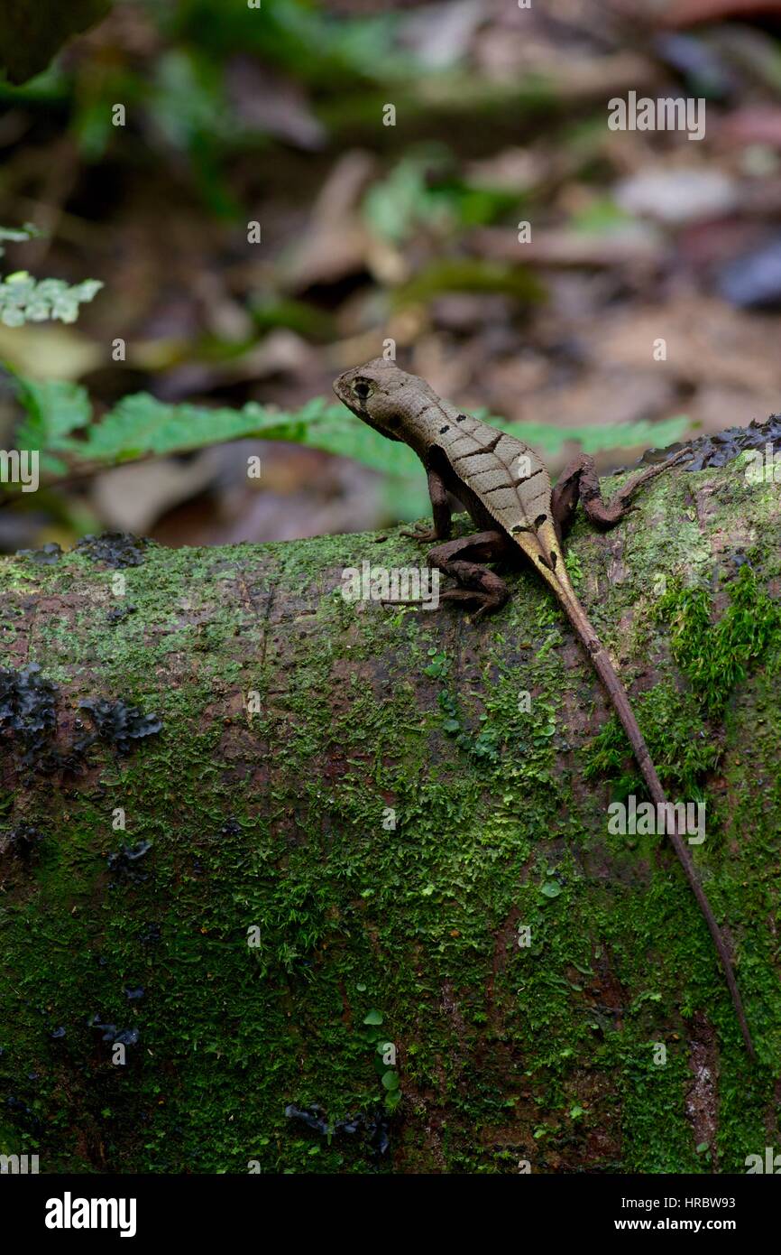 Una foglia occidentale Lizard (Stenocercus fimbriatus) su un registro abbattuti nella foresta amazzonica in Loreto, Perù Foto Stock