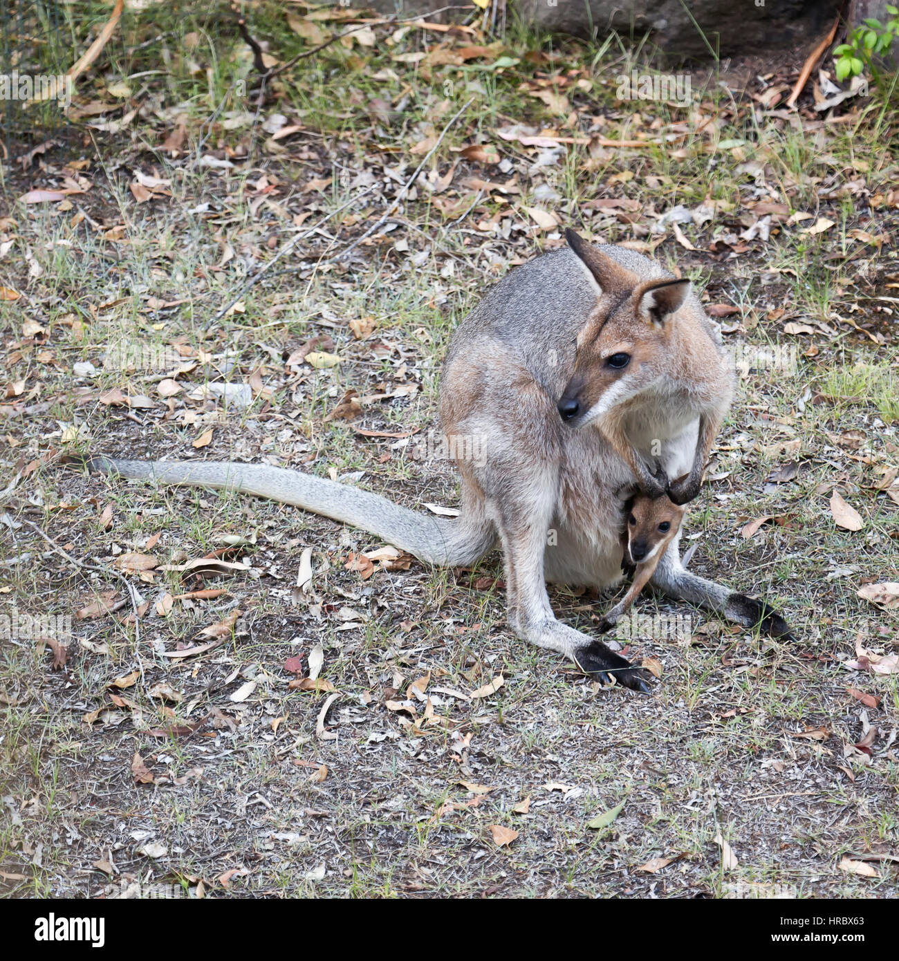 Wallaby con joey Foto Stock