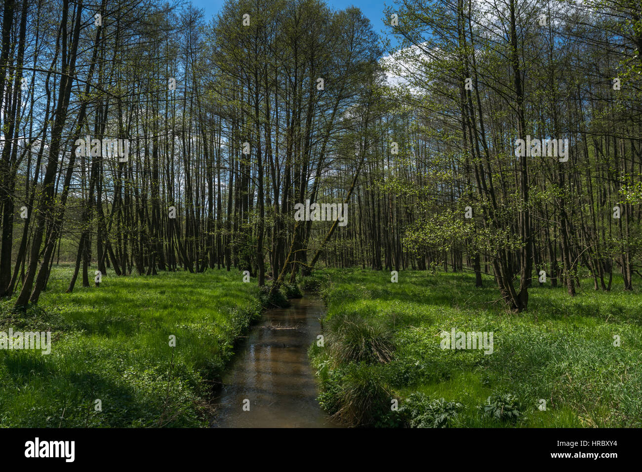 Campo in erba, Kokorinsko, Europa, Repubblica Ceca Foto Stock