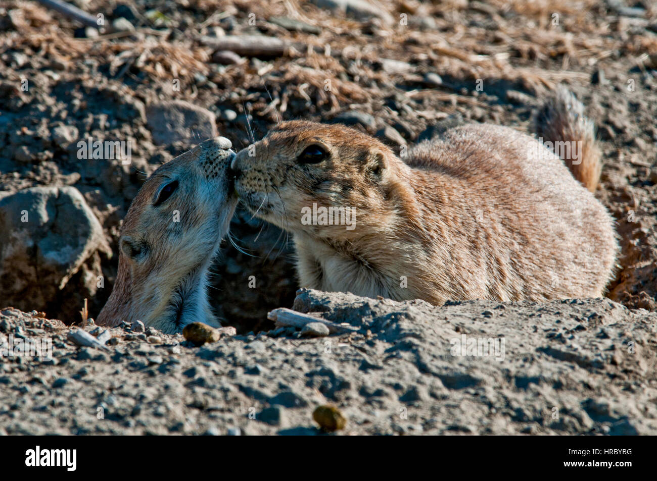 Nero-tailed i cani della prateria in burrow kissing Foto Stock