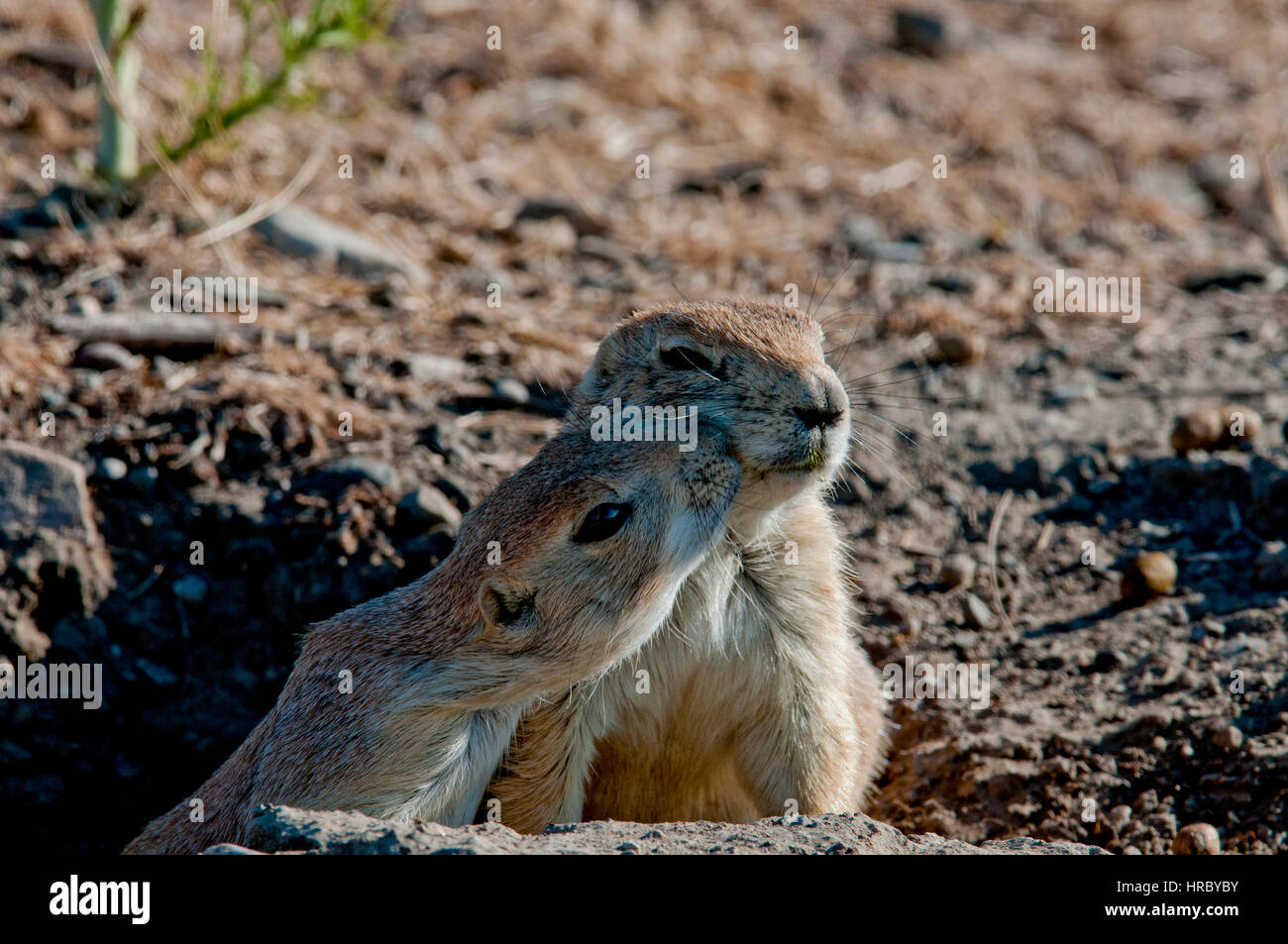 Nero-tailed i cani della prateria in burrow kissing Foto Stock