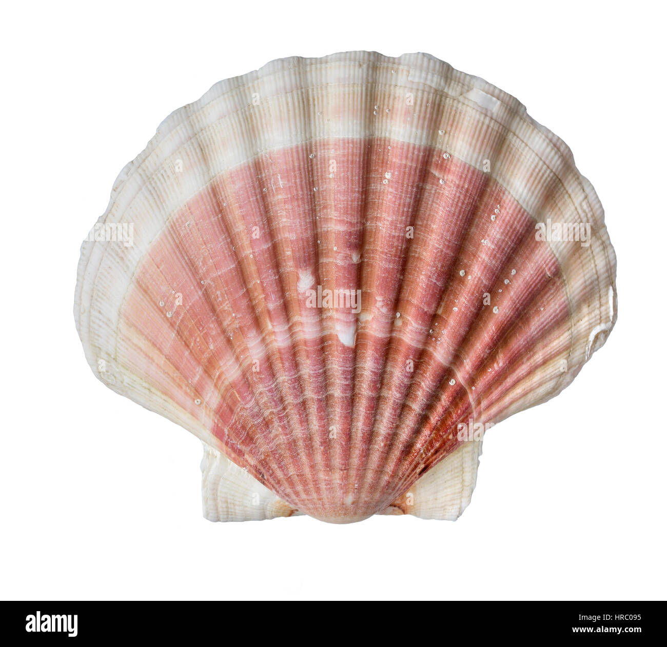 Rosa e bianco a forma di ventaglio smerlo francese seashell isolato su bianco dalle coste della Bretagna, Francia Foto Stock