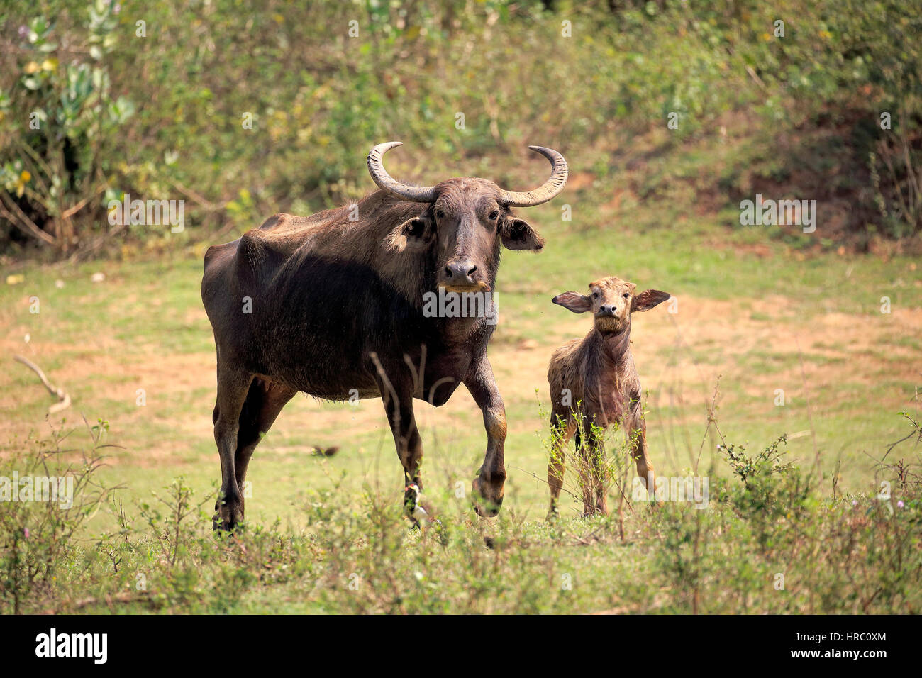 Wild Water Buffalo, (Bubalus arnee), femmina con giovani, Udawalawe Nationalpark, Sri Lanka, Asia Foto Stock