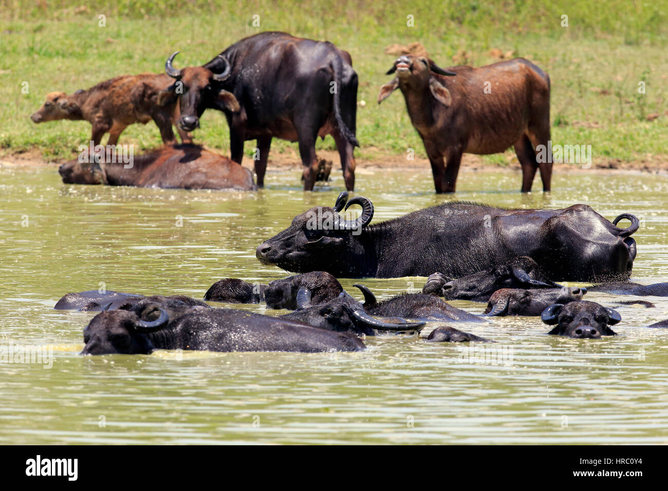 Bufalo d'acqua, (Bubalis bubalis), gruppo di balneazione in acqua, Udawalawe Nationalpark, Sri Lanka, Asia Foto Stock