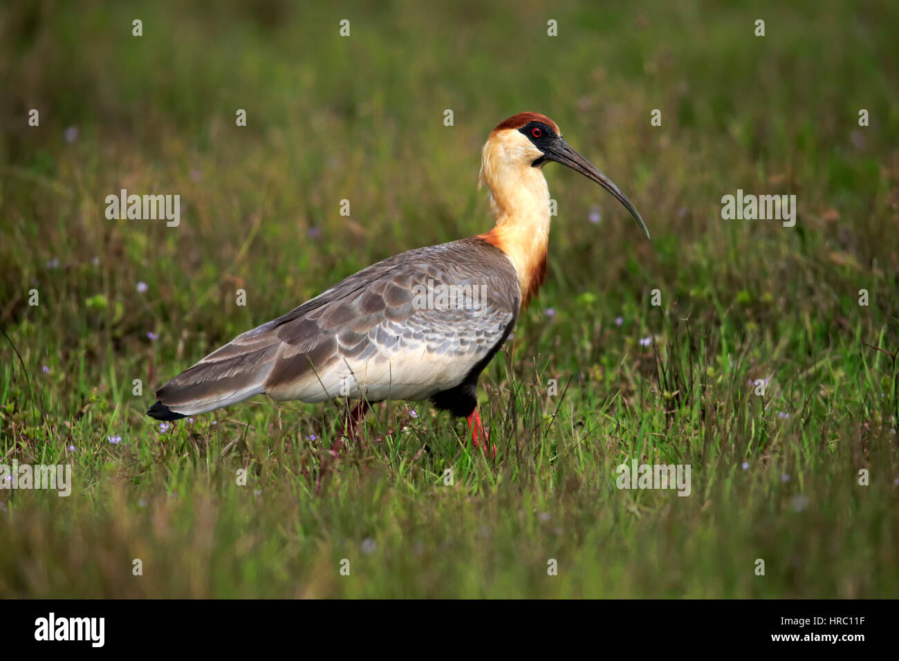 Buff-Necked Ibis, (Theristicus caudatus), Adulto sul prato alla ricerca di cibo, Pantanal, Mato Grosso, Brasile, Sud America Foto Stock