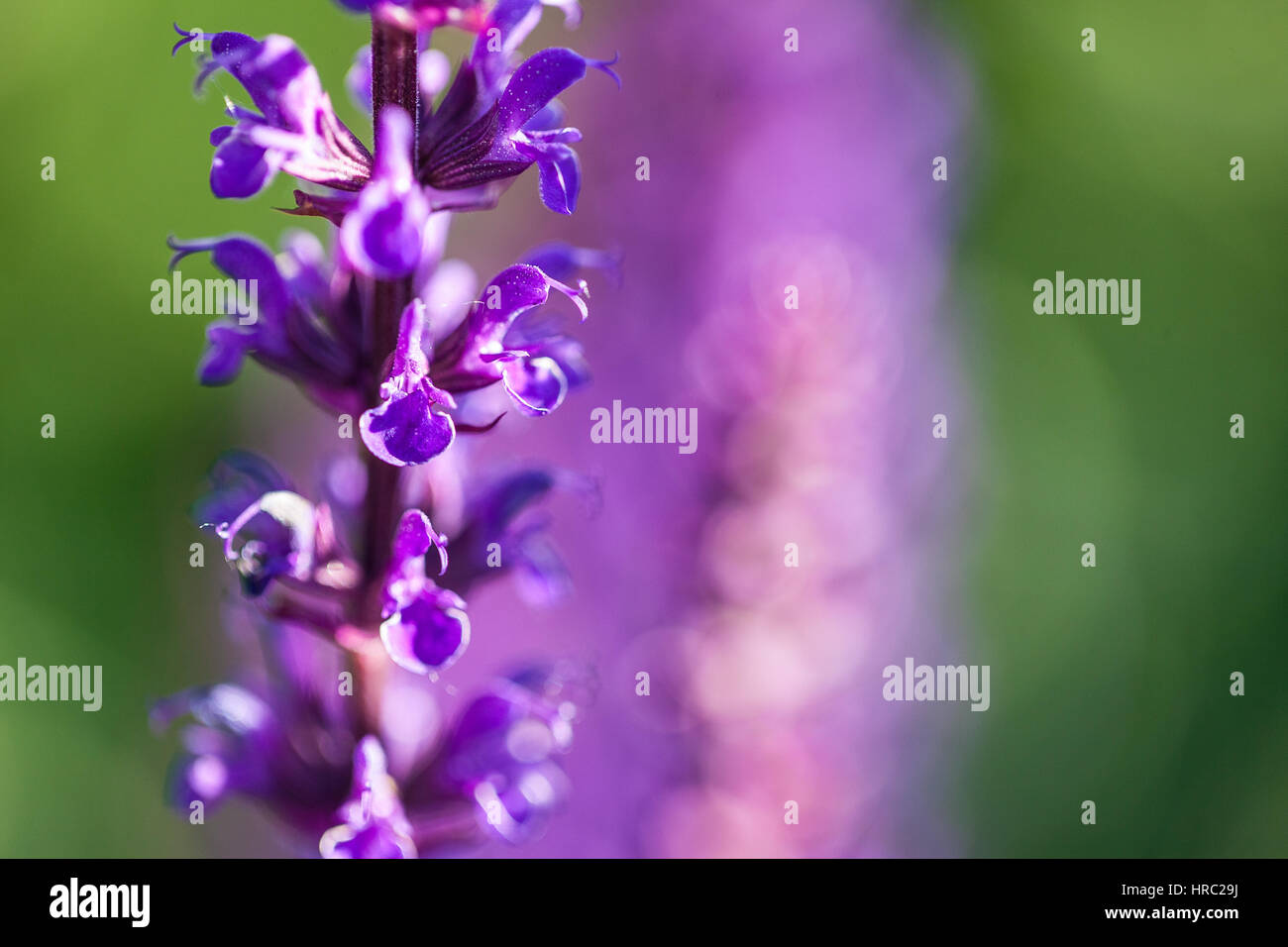 Cespugli di lavanda closeup sul tramonto. Tramonto splendono su fiori viola di lavanda. Foto Stock