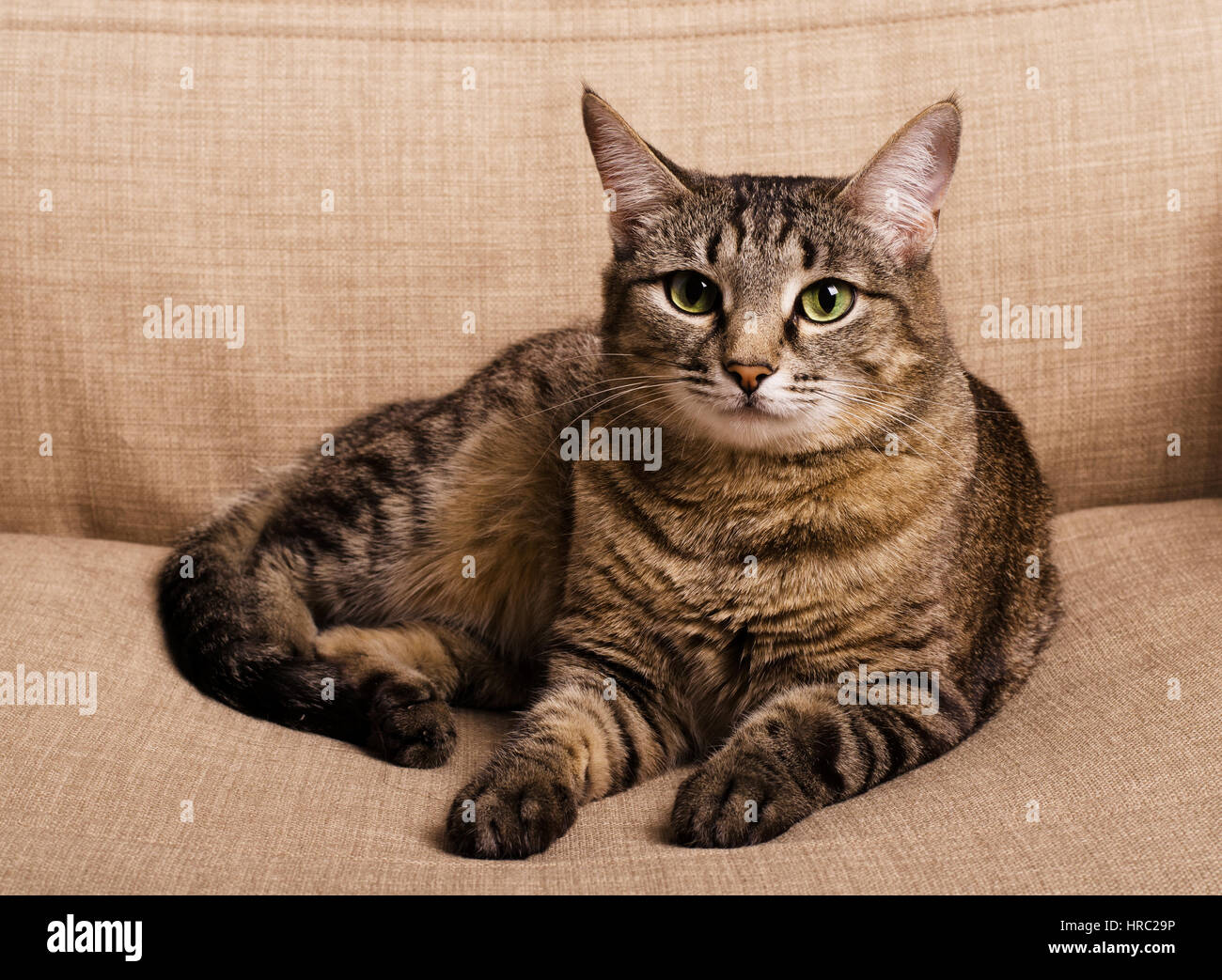 Ritratto di green-eyed cat isolato su una poltrona marrone Foto Stock