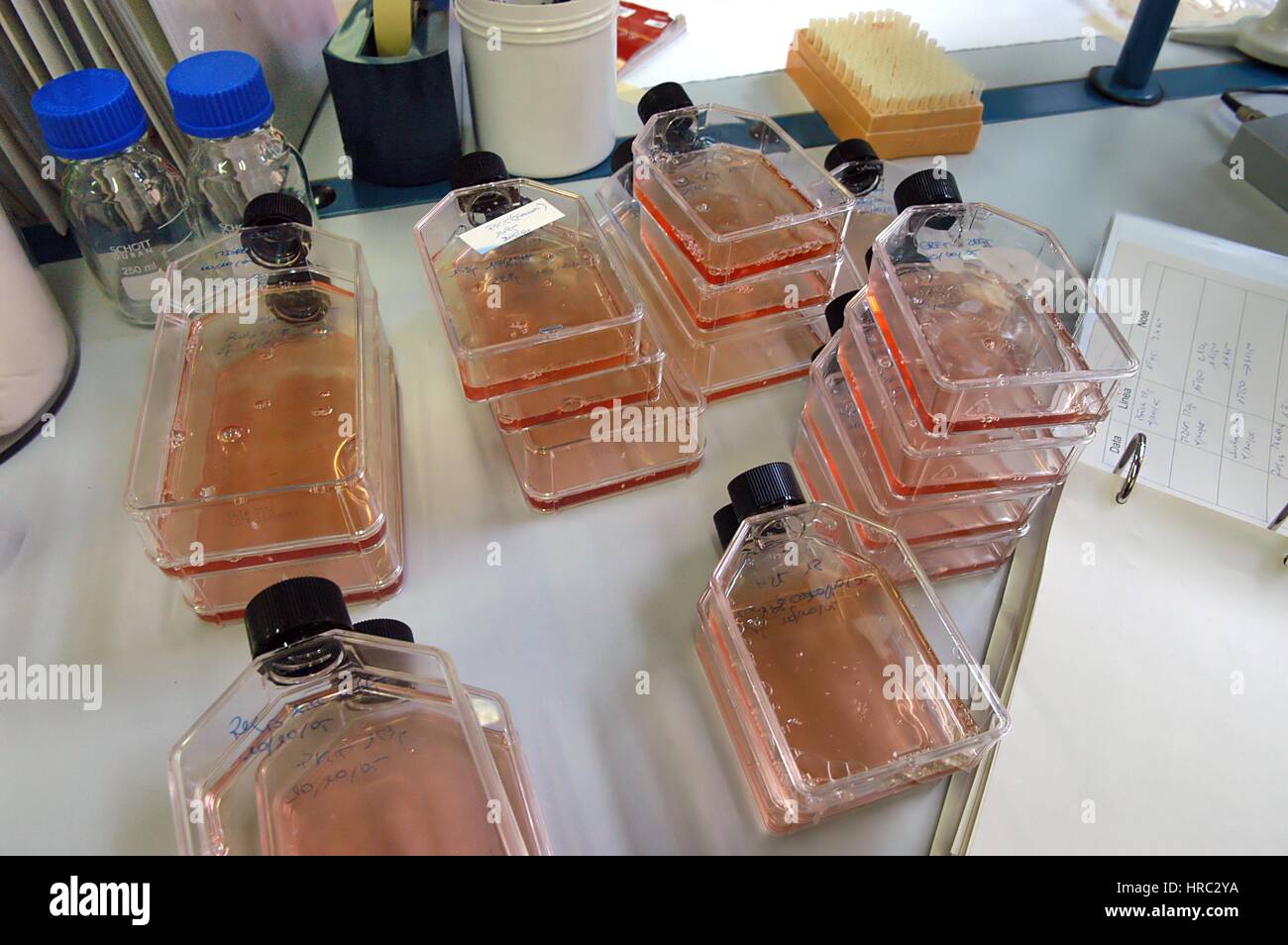 Zooprophyilactic istituto per la Lombardia e l'Emilia (talia), la ricerca scientifica sull'influenza aviaria Foto Stock