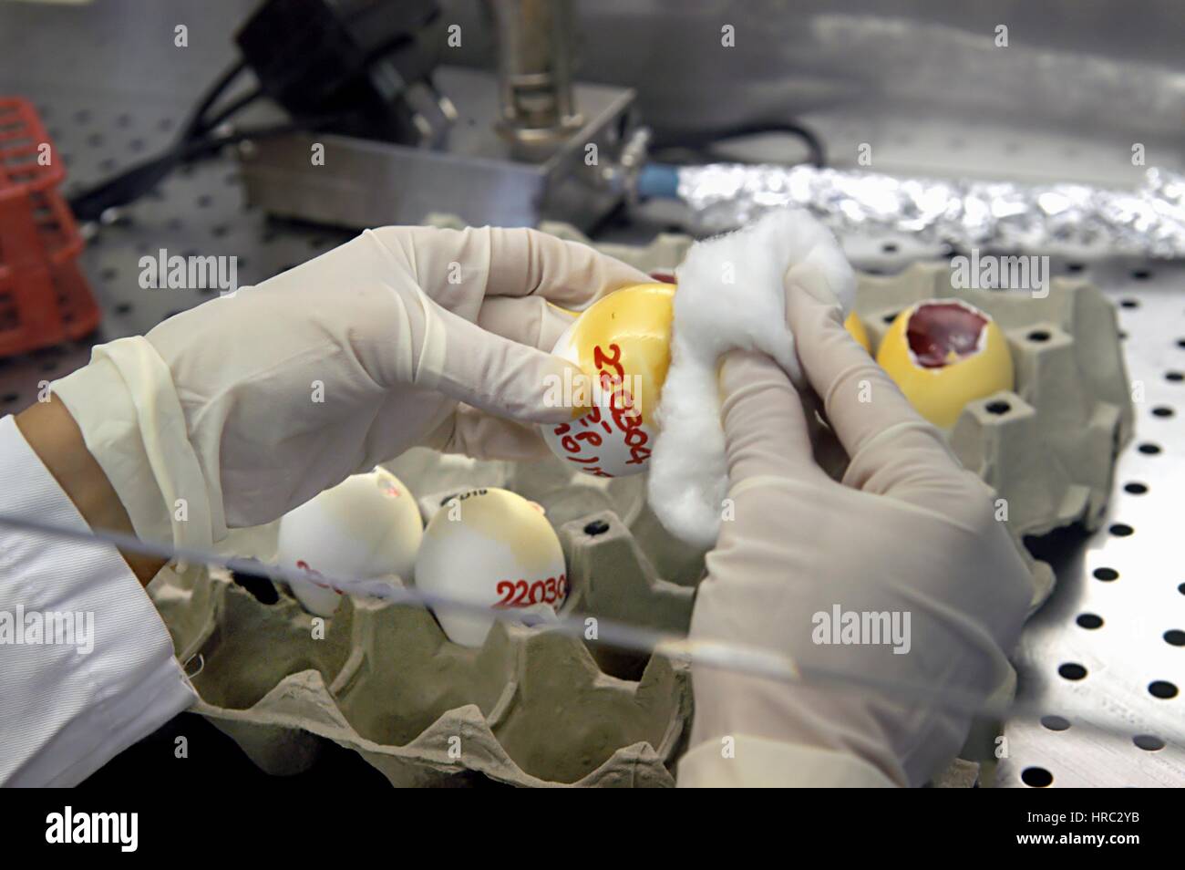 Zooprophyilactic istituto per la Lombardia e l'Emilia (talia), la ricerca scientifica sull'influenza aviaria Foto Stock