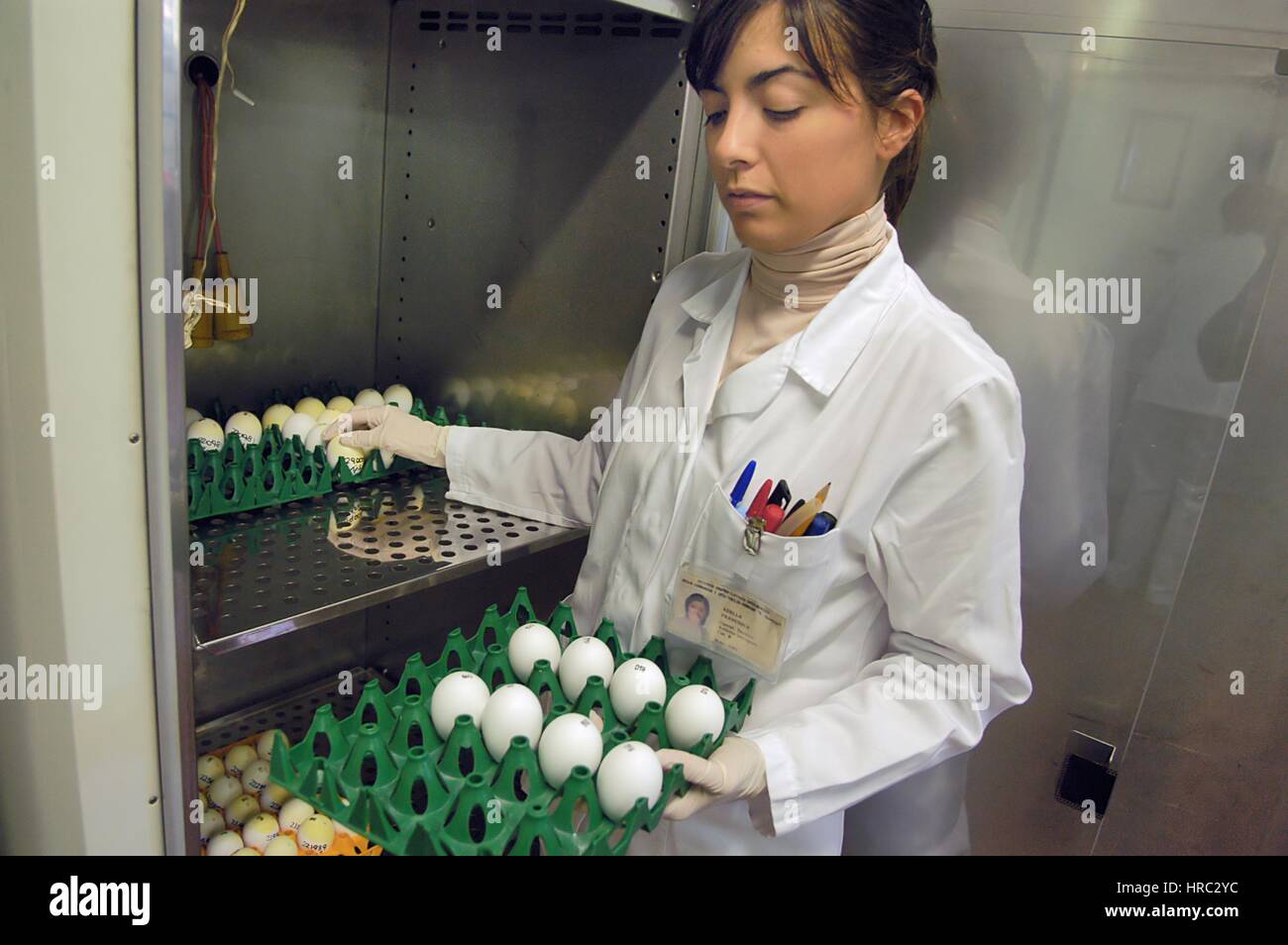 Zooprophyilactic istituto per la Lombardia e l'Emilia (talia), la ricerca scientifica sull'influenza aviaria Foto Stock