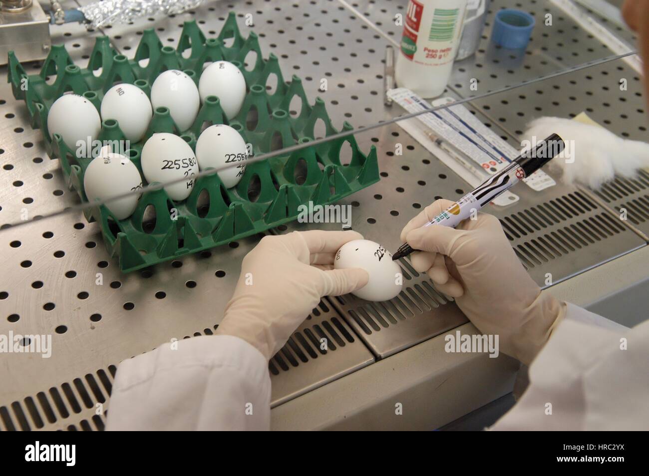 Zooprophyilactic istituto per la Lombardia e l'Emilia (talia), la ricerca scientifica sull'influenza aviaria Foto Stock