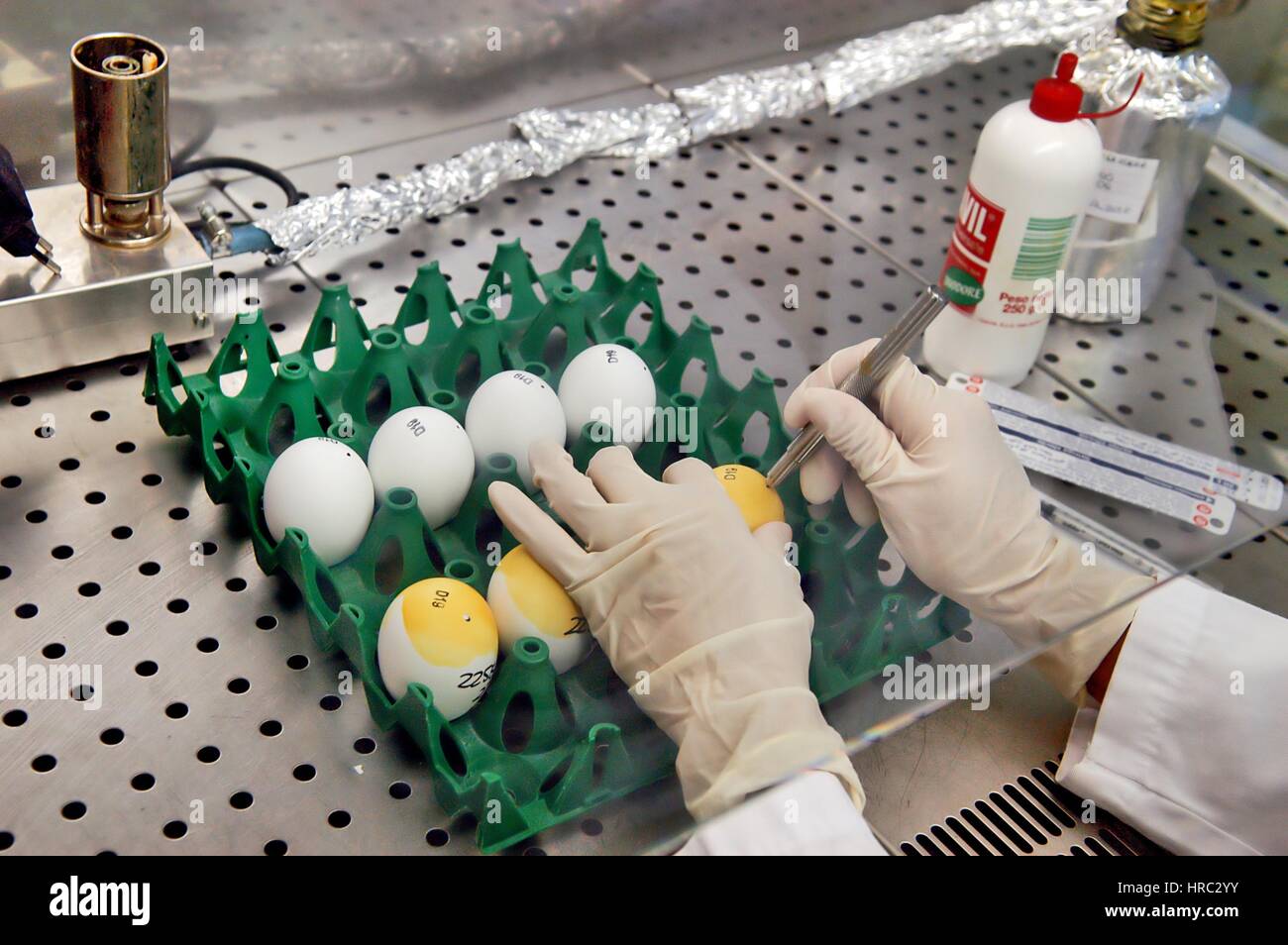 Zooprophyilactic istituto per la Lombardia e l'Emilia (talia), la ricerca scientifica sull'influenza aviaria Foto Stock
