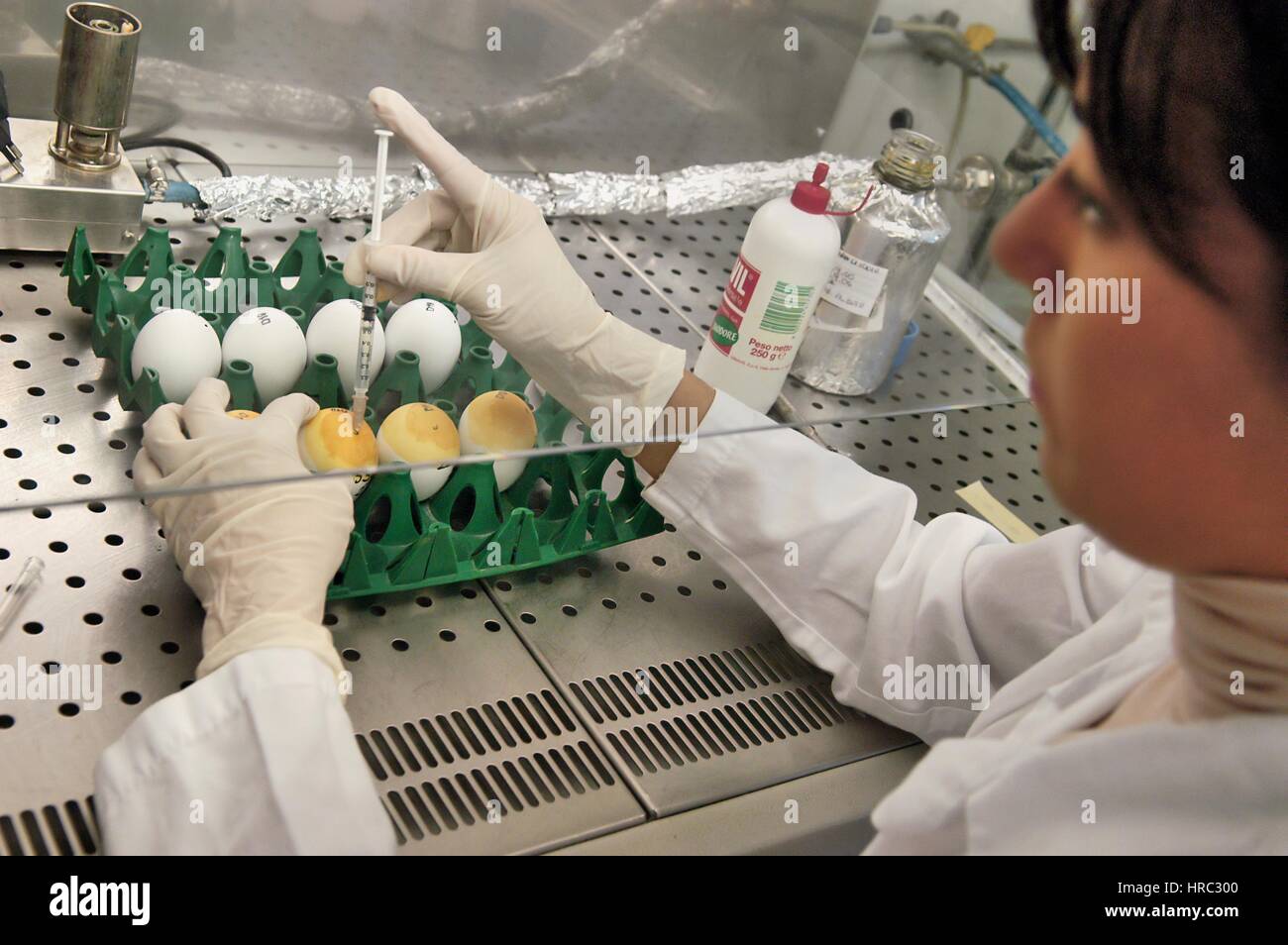 Zooprophyilactic istituto per la Lombardia e l'emilia (talia), analisi di uovo per la possibile contaminazione Foto Stock